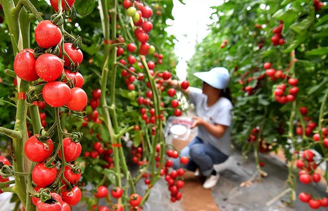 威客电竞专家：我国育种科技正在飞速发展；三全食品3亿元成立食品子公司(图5)