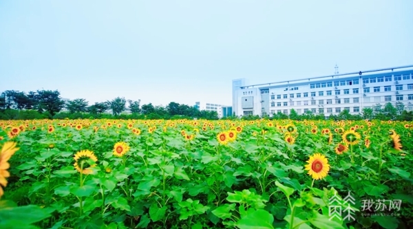 南京信息职业技术学院： 人才培养需求对应战略性新兴产业2023荔枝高校大会威客电竞(图6)